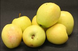 Manzano Limoncella C-24 ITALIA