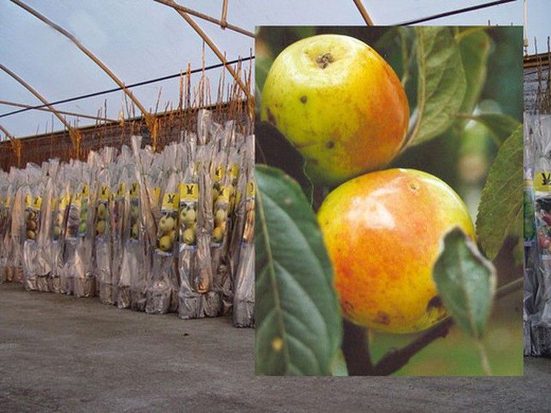 Manzano Mingán, árboles frutales con cepellón