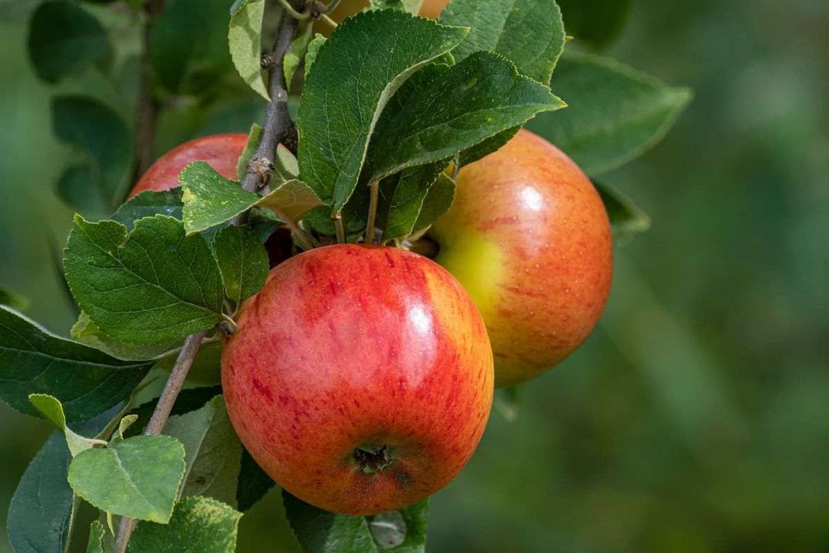 Manzano Reina de reinetas. Frutales con cepellón.
