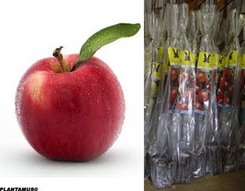 Manzano Reineta encarnada con cepellón.