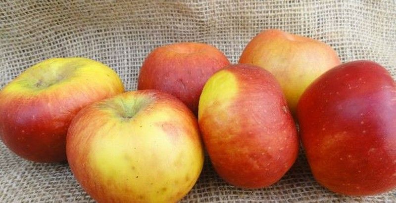 Manzano Renetta de Canadá CT.42  ITALIA