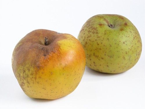 Manzano Renetta del Canada C-24  ITALIA