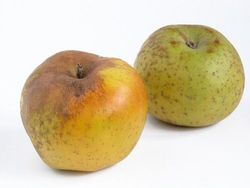 Manzano Renetta del Canada C-24  ITALIA