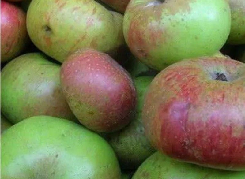 Manzano Rotella C-24 ITALIA