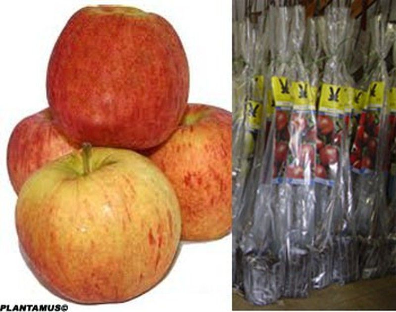 Manzano Royal gala, árbol frutal con cepellón