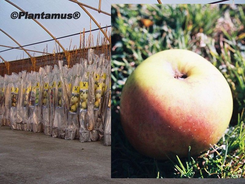 Manzano San Isidro, plantas con cepellón