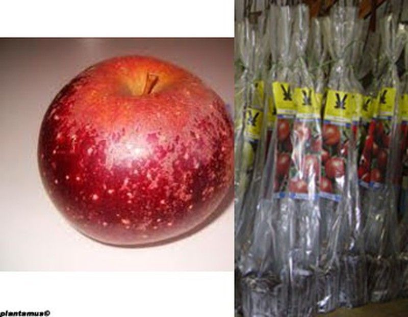 Manzano Sangre de toro en cepellón. Malus domestica.