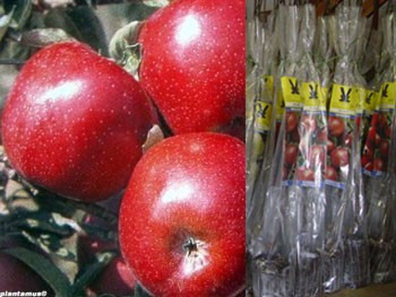 Manzano Scarlett en cepellón