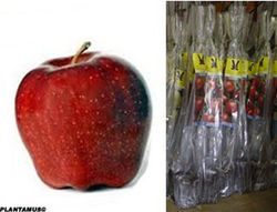 Manzano starking en cepellón