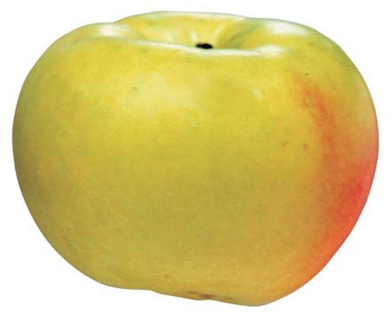 MANZANO VERD DONCELLA Malus domestica 6/8 C-25