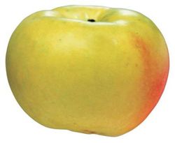 MANZANO VERD DONCELLA Malus domestica 6/8 C-25