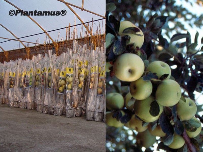 Manzano Verde Doncella. Plantas con cepellón