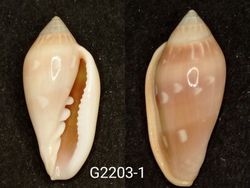 Marginella desjardini