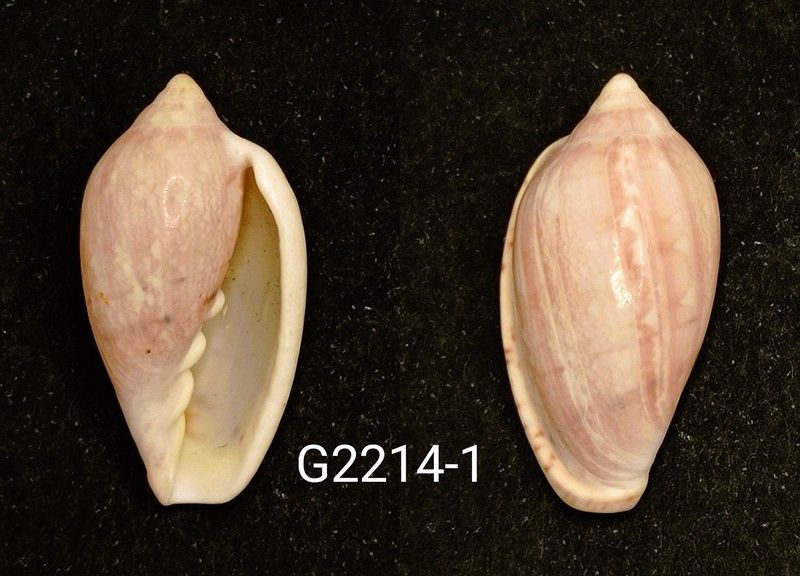 Marginella petiti