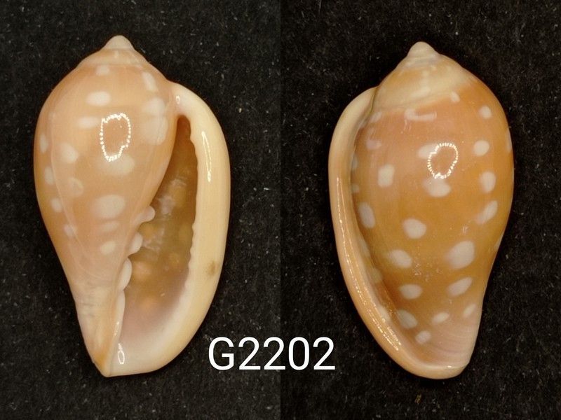 Marginella sebastiani