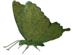Mariposas