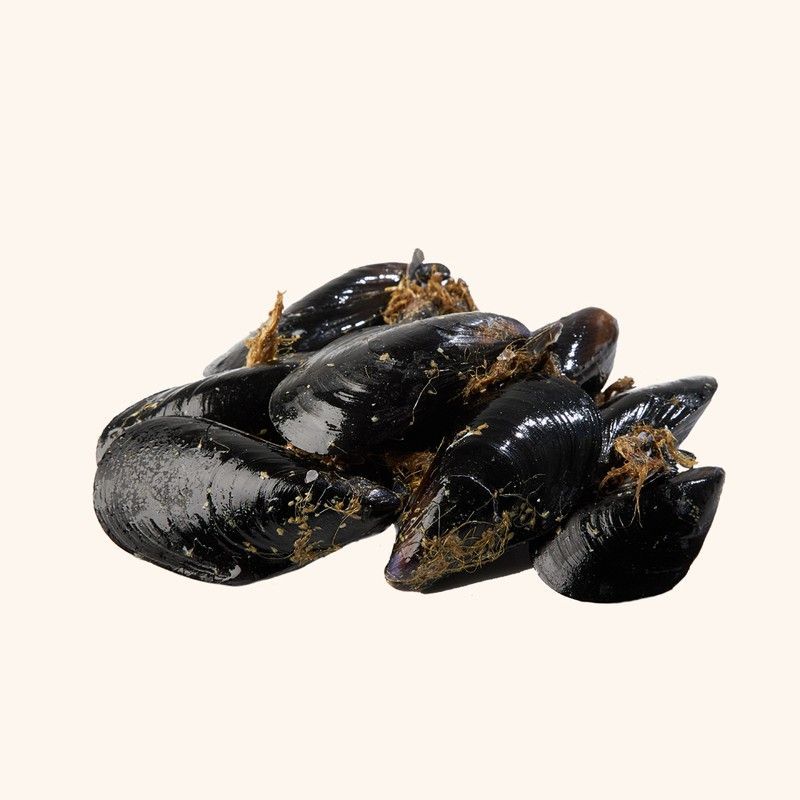 Mejillón de roca del Delta