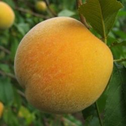 Melocoton Andross C-24 ITALIA