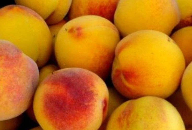 Melocoton Baby Gold 6 C-24 ITALIA