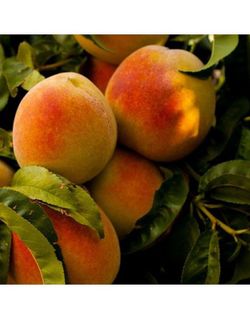 MELOCOTON BABY GOLD Prunus persica 6/8 C-25
