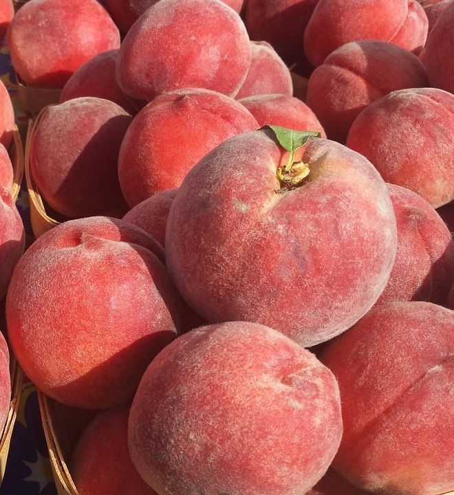 Melocoton Cresthaven C-24 ITALIA