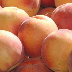 Melocoton Flaminia C-24 ITALIA