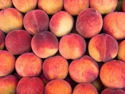 Melocoton Iris Rosso C-24 ITALIA