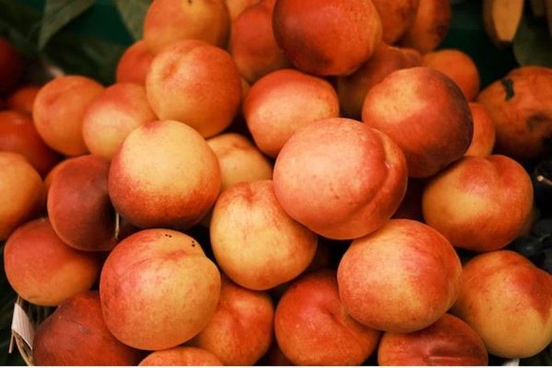 Melocoton MAYCREST  Principios de junio C-24 ITALIA