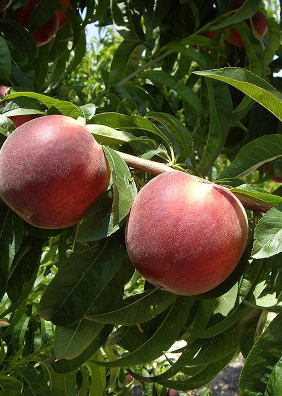 Melocoton Michelini C-24 ITALIA