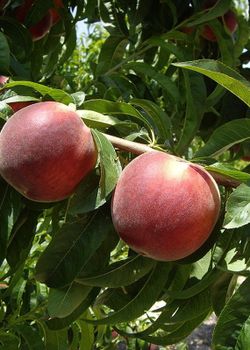 Melocoton Michelini C-24 ITALIA