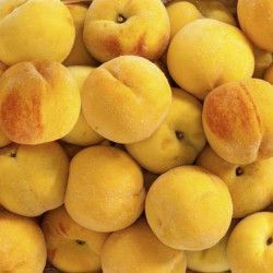 Melocoton p.g.Praticarpa amarillo  CT.42  ITALIA