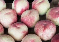 Melocotón Praticarpa Bianca CT.42  ITALIA