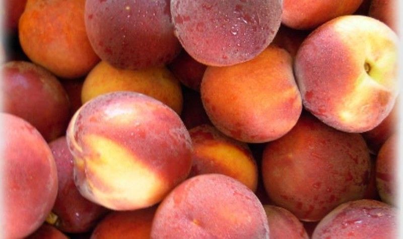 Melocotón Springbelle CT.42  ITALIA