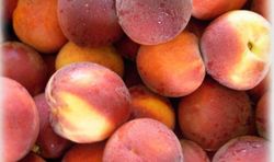 Melocotón Springbelle CT.42  ITALIA