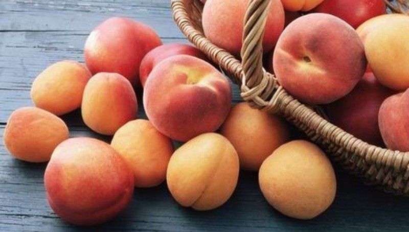 Melocoton Springcrest C-24 ITALIA