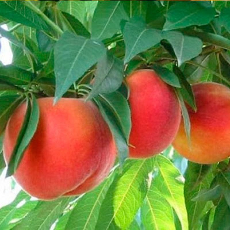 MELOCOTON SPRINGCREST Prunus persica 6/8 C-25