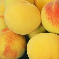 MELOCOTON SUDANELL Prunus persica 6/8 C-25