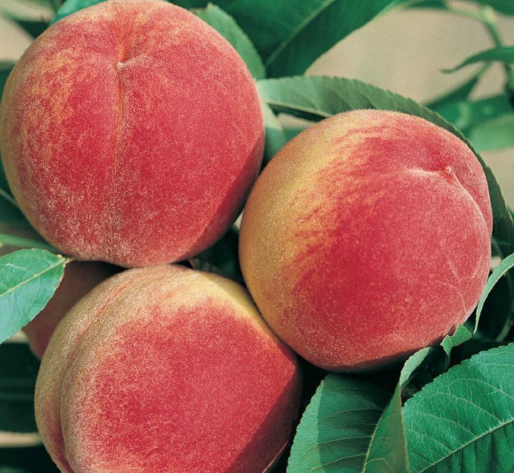 Melocoton Tardivo Zuliani C-24 ITALIA