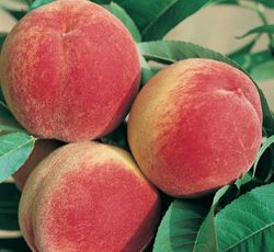 Melocoton Tardivo Zuliani C-24 ITALIA