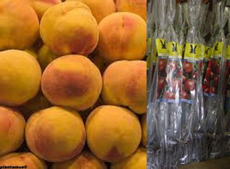 Melocotonero amarillo Sudanell en cepellón. Prunus persica