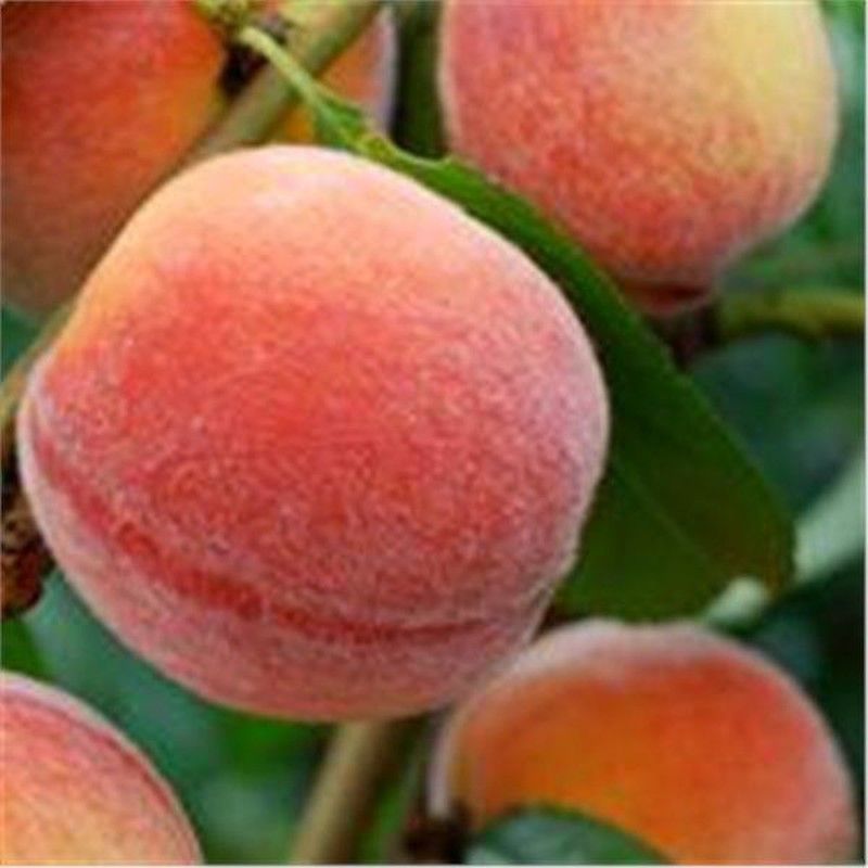 Melocotonero Enano Crimson Bonfire