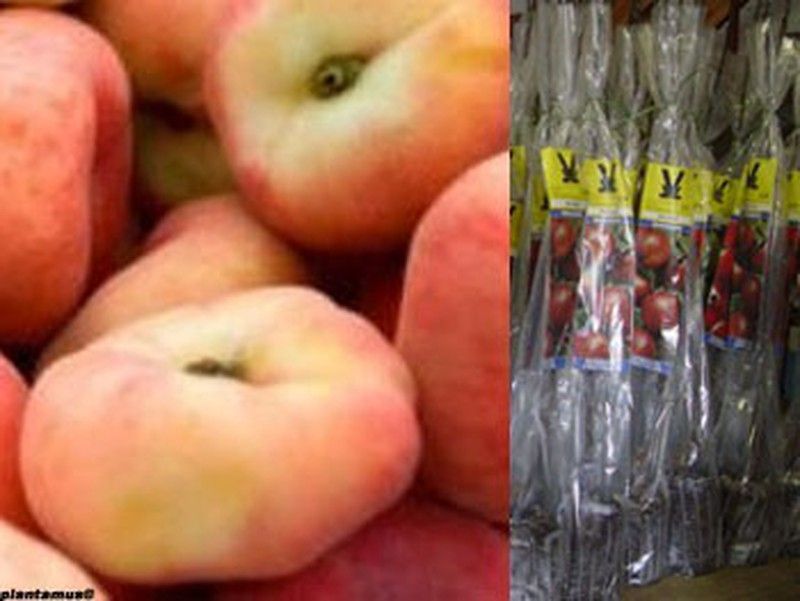 Melocotonero Paraguayo Delfin en cepellón