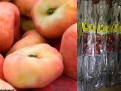 Melocotonero Paraguayo Delfin en cepellón