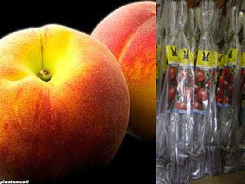 Melocotonero rojo Baby gold 6, en cepellón