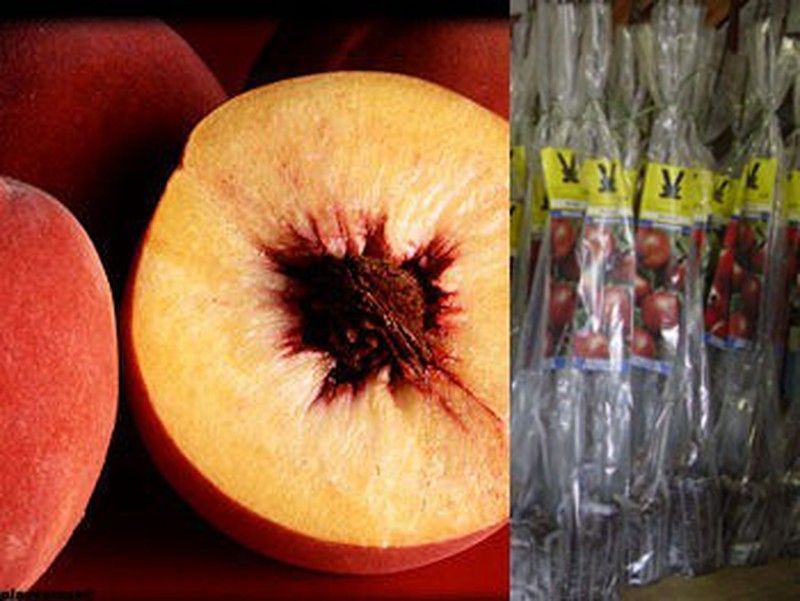 Melocotonero rojo Cardinal en cepellón