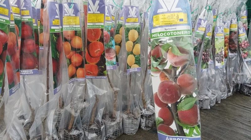 Melocotonero Sprincrest