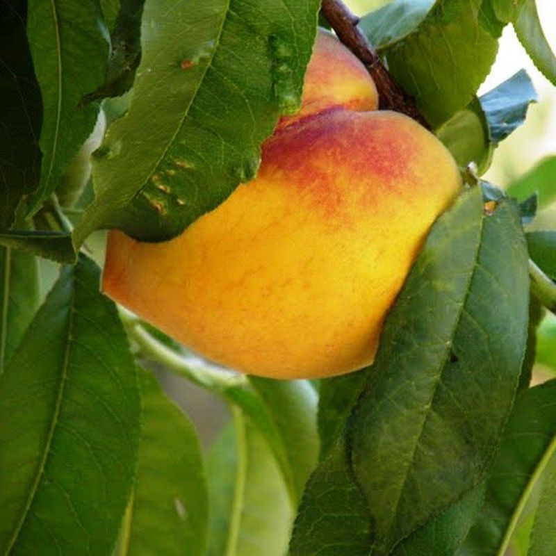 Melocotoneros Amarillo de Agosto