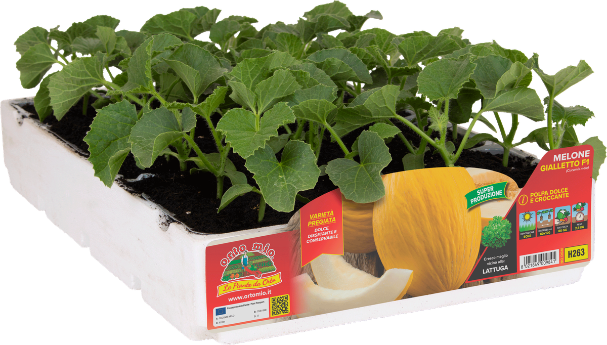 Melón Amarillo Porthos 4 Plantas en Pack