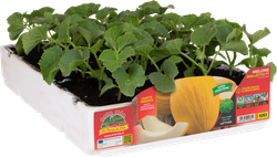 Melón Amarillo Porthos 4 Plantas en Pack