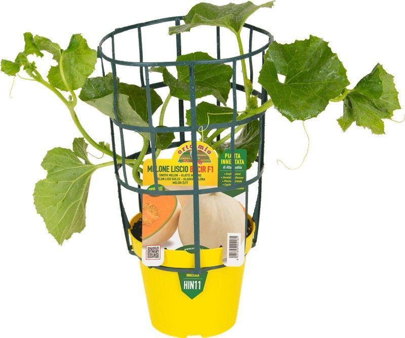 Melón Licio Bacir 1 Planta en M-14 Injertada